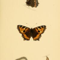 Small Tortoise-shell Butterfly