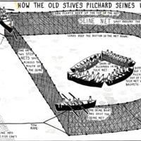 How the Old St. Ives Pilchard Seines Worked